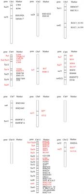 Research Progress on Cloning and Function of Xa Genes Against Rice Bacterial Blight